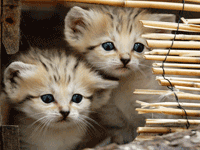 picture of baby cats