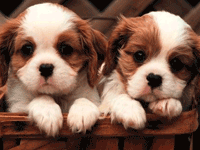 photo of two puppies