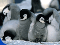 photo of baby penguins
